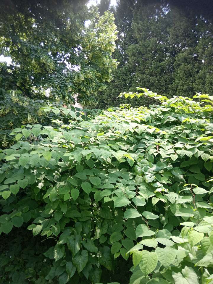 A mature stand of Japanese Knotweed with signature shovel-shaped leaves.