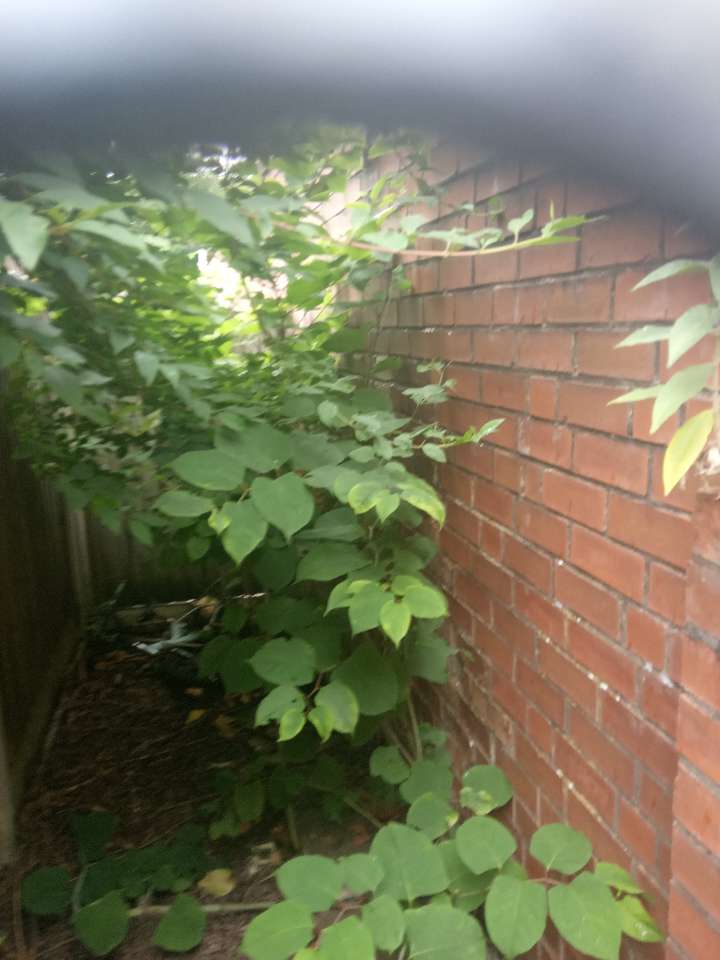 Large Japanese Knotweed stems growing in a tight space between a brick wall and a fence, requiring specialized removal techniques.