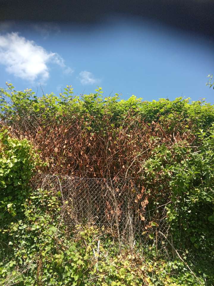 Close up of Japanese Knotweed growing on a garden fence, showing typical leaf structure and growth pattern.