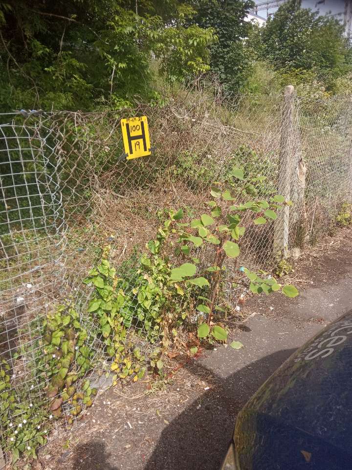 A professional survey marker placed near Japanese Knotweed growth along a chain-link fence for site monitoring and management.