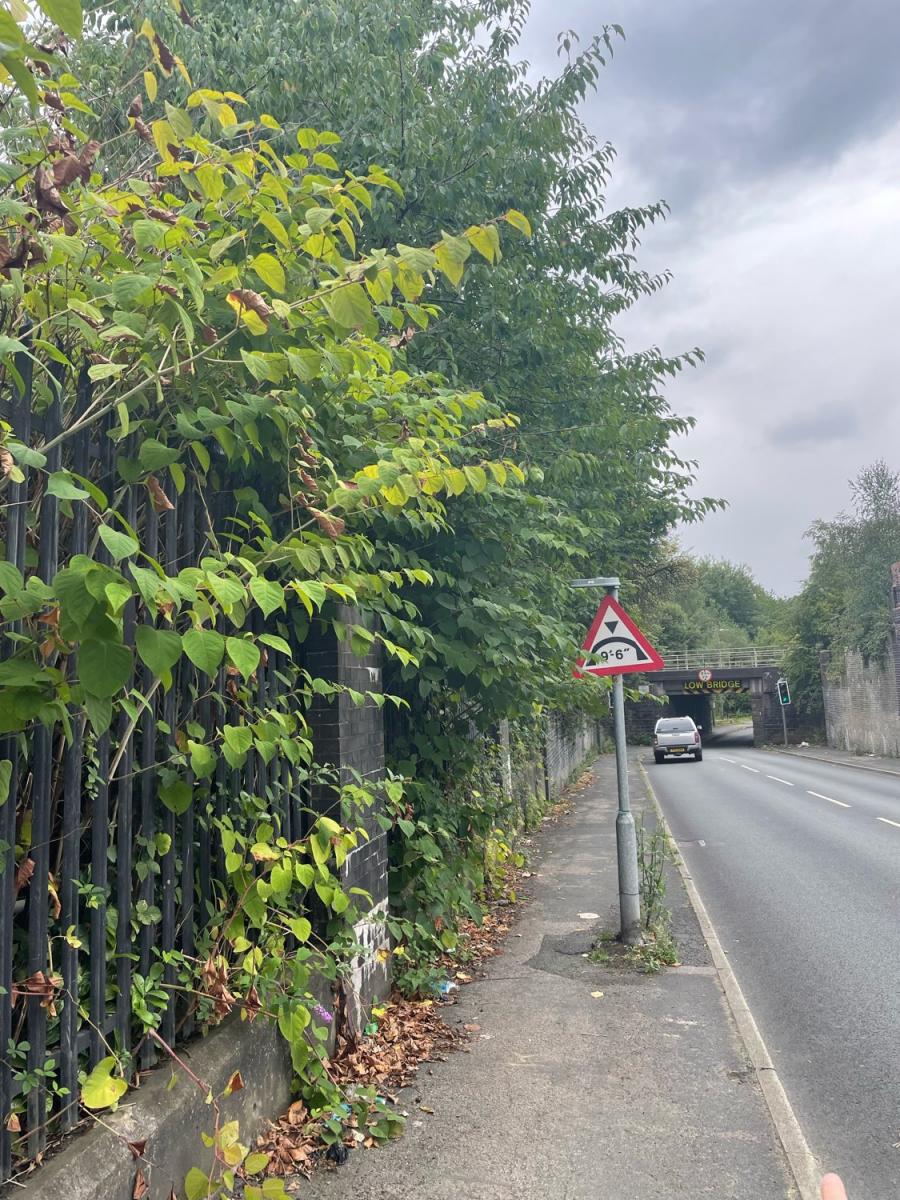 Extensive Japanese Knotweed growth along a public fence line on a roadside near a low bridge.