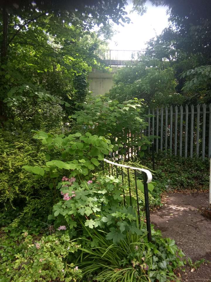 Professional site visit and survey identifying Japanese Knotweed near a railway bridge structure.