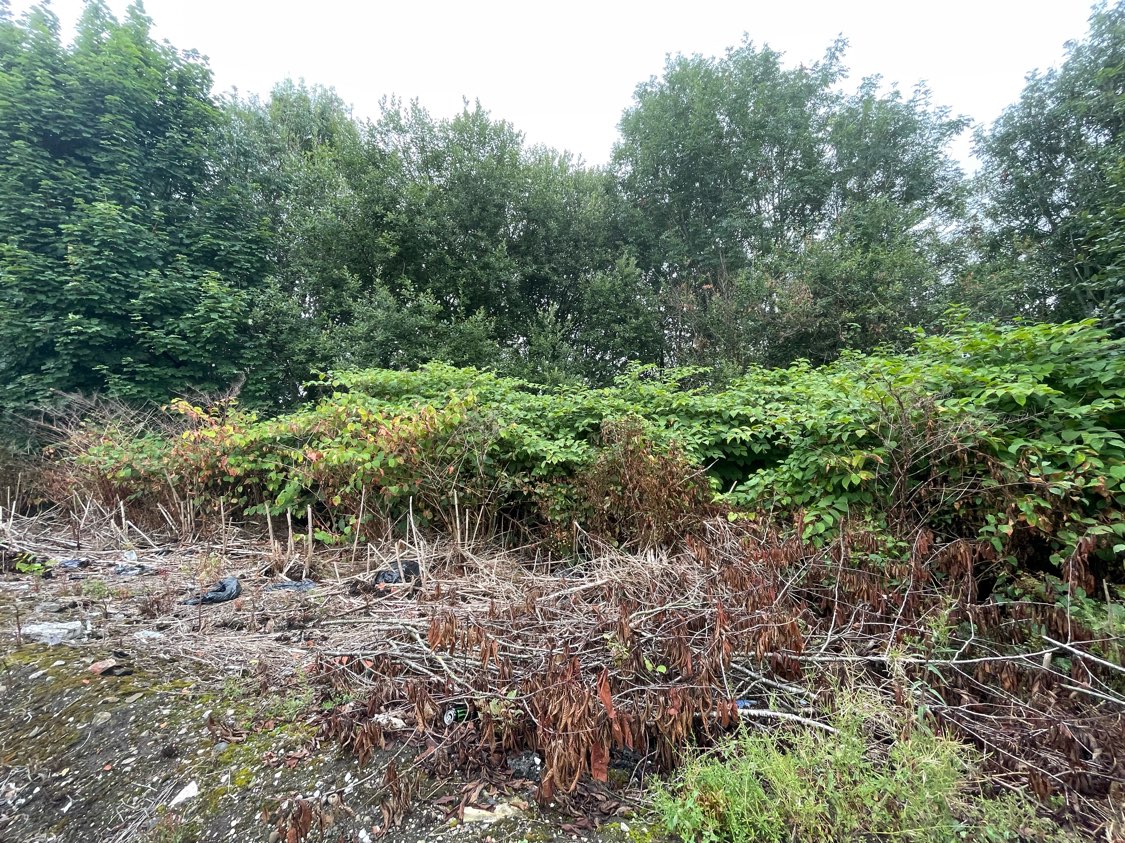 Wide shot of a significant Japanese Knotweed infestation in a neglected area, useful for initial site survey and assessment.