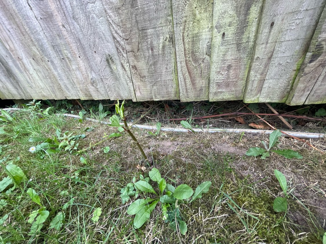 Young Japanese Knotweed shoot emerging from the ground near a wooden fence.