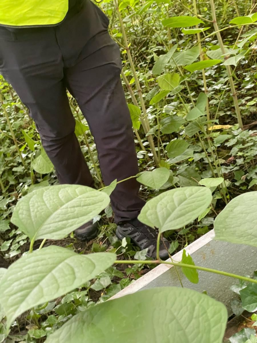 Professional surveyor in high-vis gear inspecting Japanese Knotweed plants on-site.