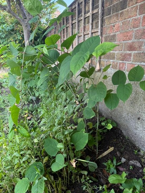 Japanese Knotweed rapid spring growth reaching over one metre in height