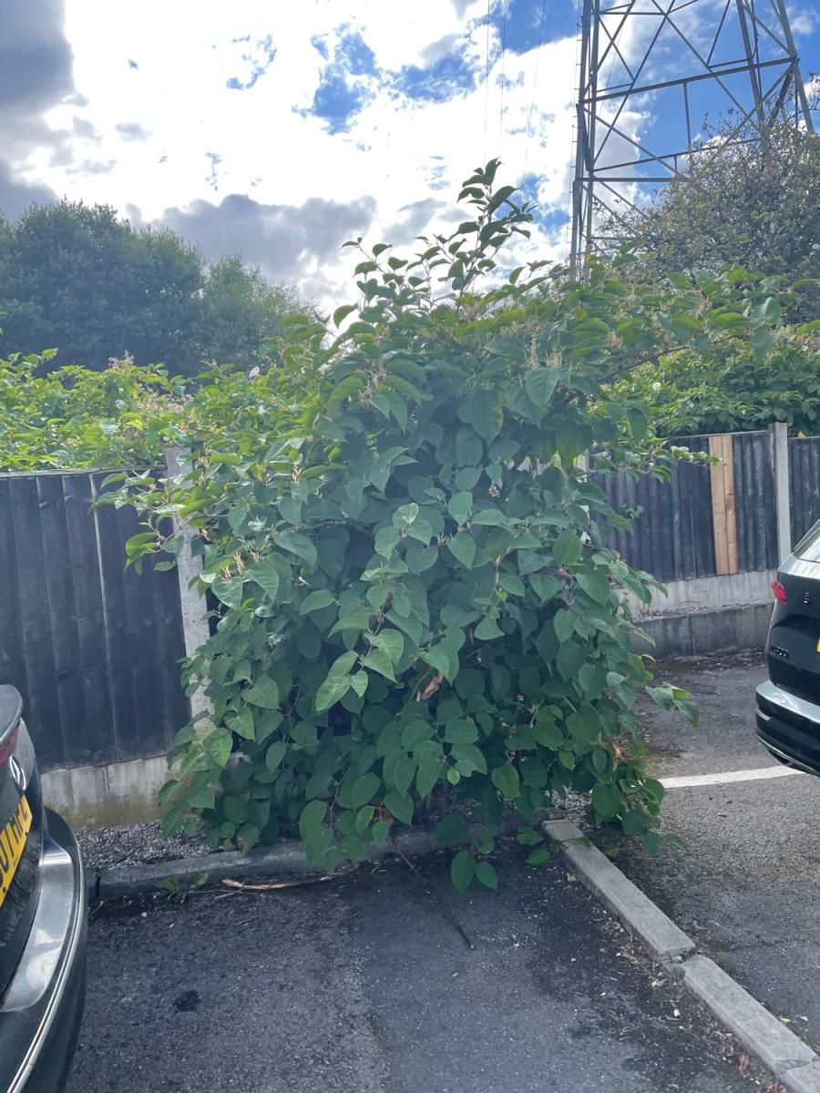 A mature Japanese Knotweed stand bordering a commercial parking area and wooden fencing.