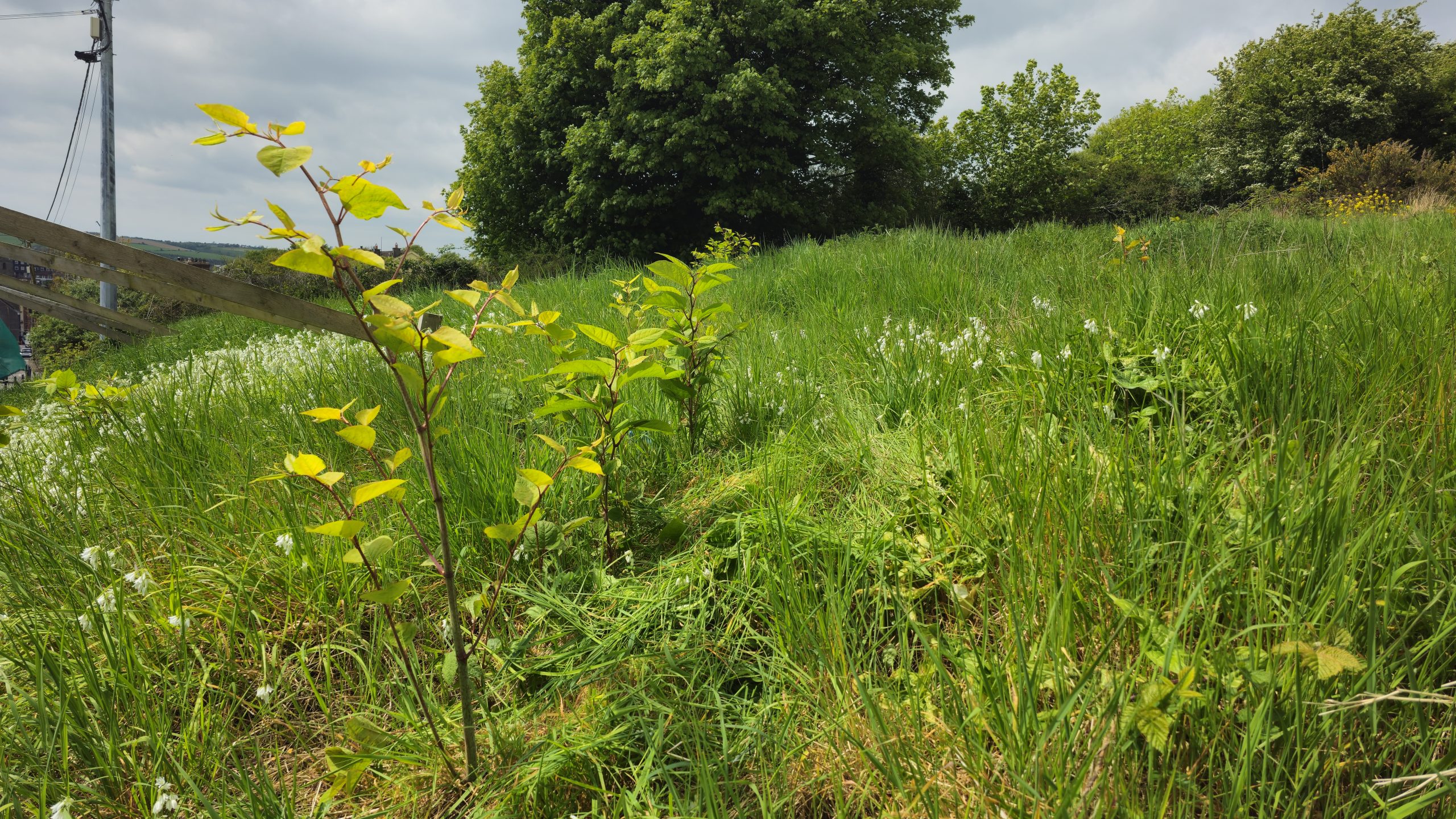 Wildflower meadow and young sapling on a grassy development site in Kinsale, County Cork, bordered by mature trees