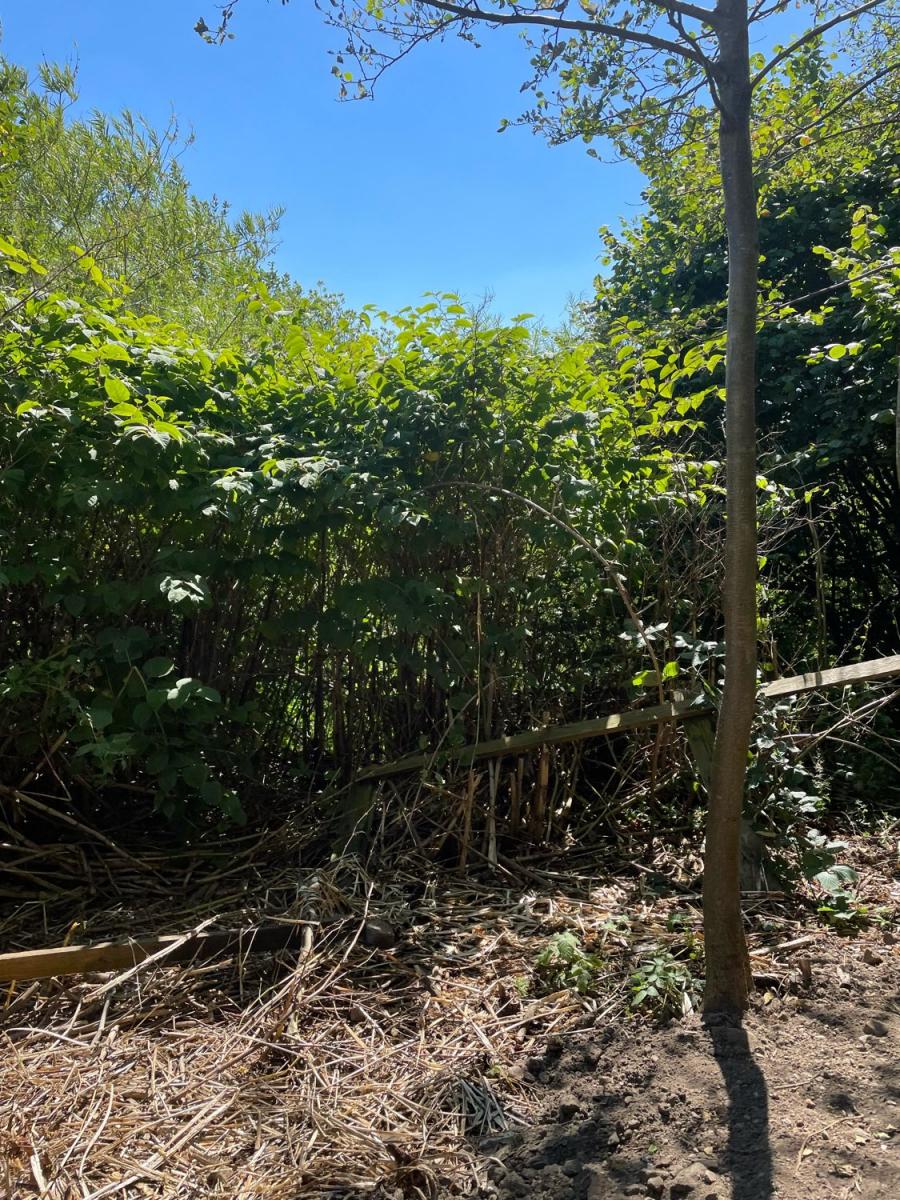 A site showing preparation for Japanese Knotweed excavation with surrounding vegetation.