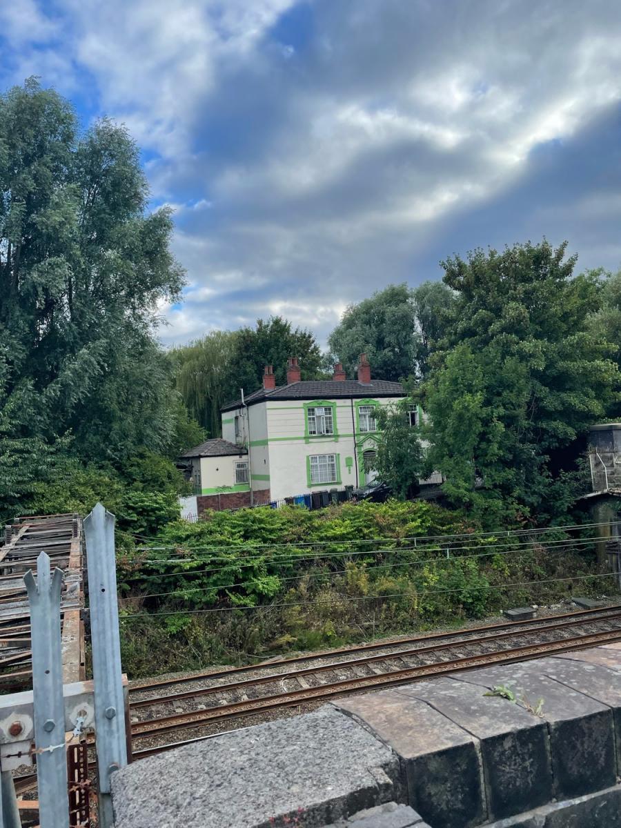 Large Japanese Knotweed bushes growing near residential housing, viewed from a nearby bridge.