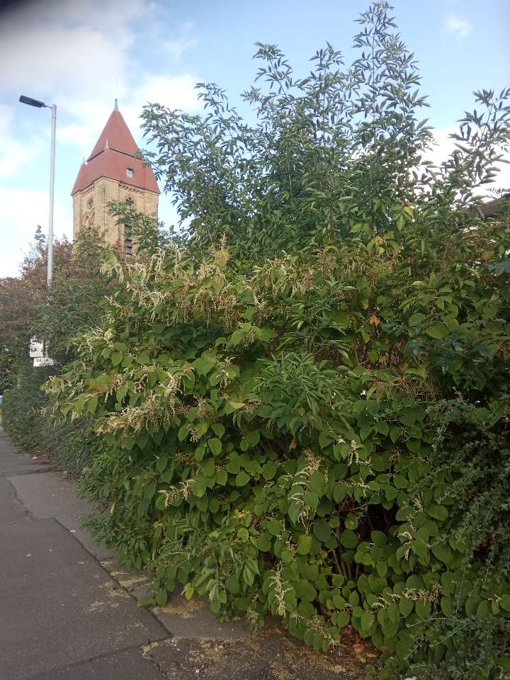 A mature Japanese Knotweed stand growing near a building with a church spire in the background.