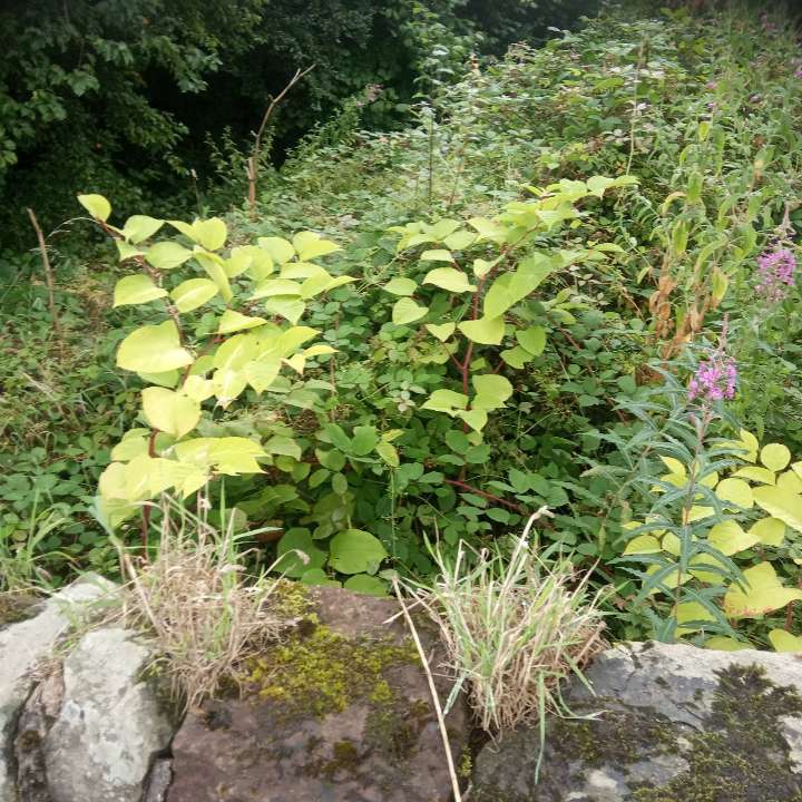 Small Japanese Knotweed plants growing through cracks in a stone wall, demonstrating its destructive nature.