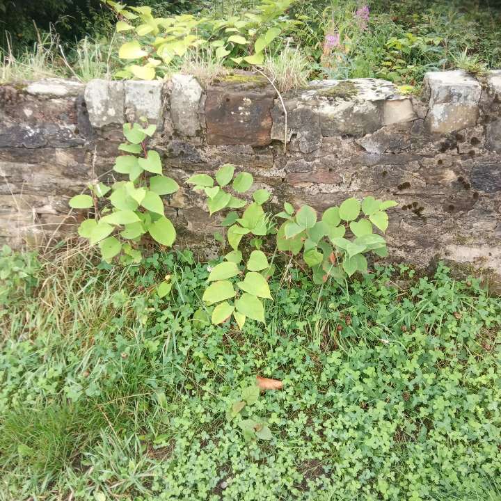 New growth of Japanese Knotweed shoots emerging near a garden wall, essential for early identification.