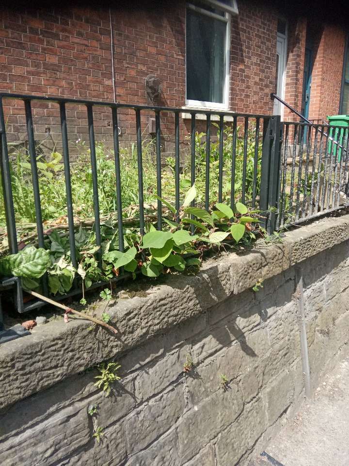 Japanese Knotweed shoots emerging through a metal fence and stone wall in front of a house.