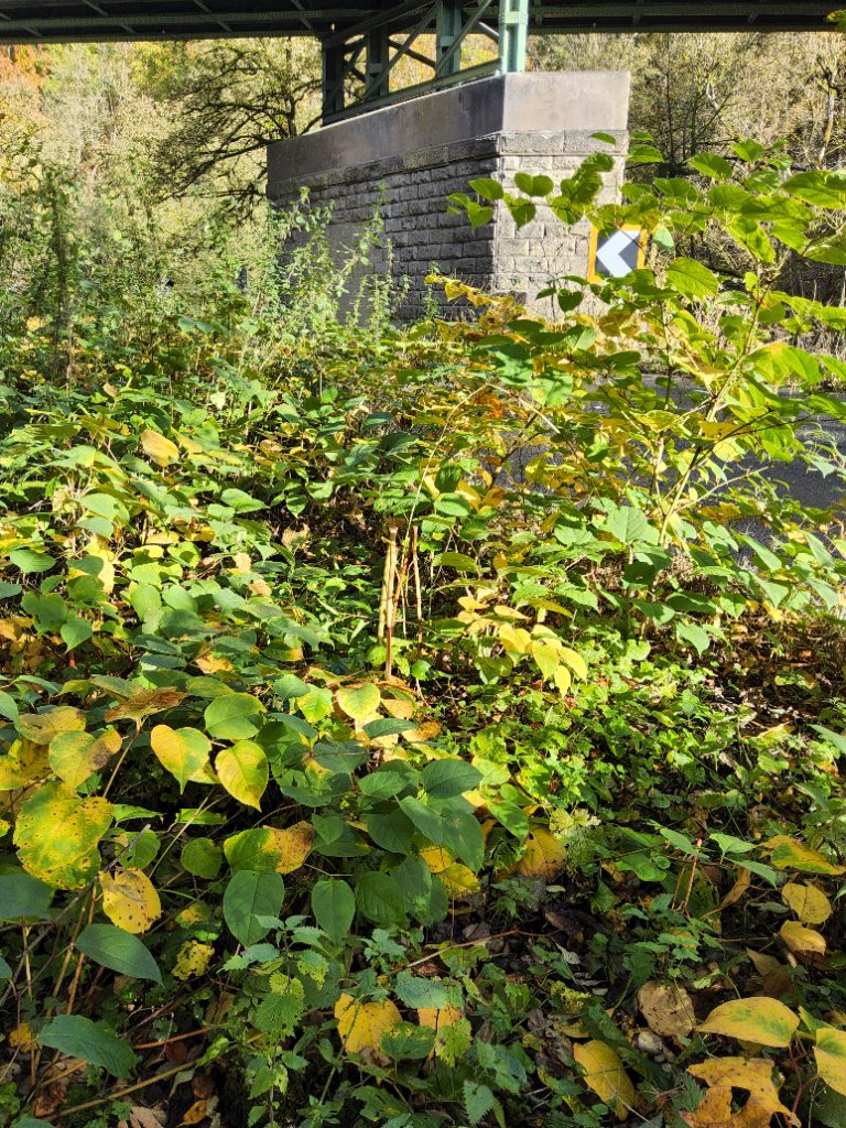 Japanese Knotweed in Autumn in Doncaster