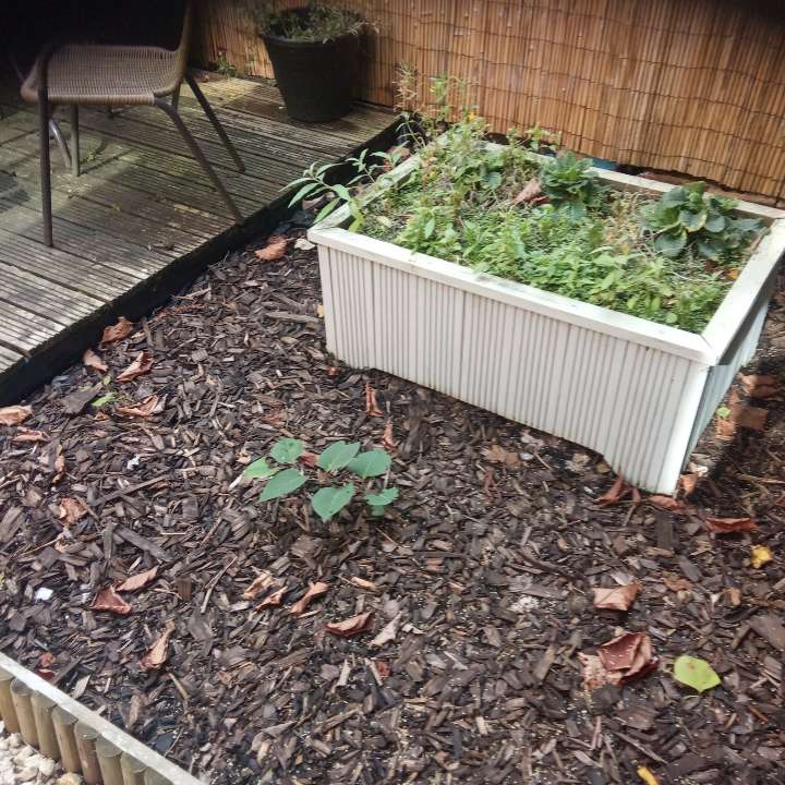 Small Japanese Knotweed shoot emerging in a residential raised flower bed.