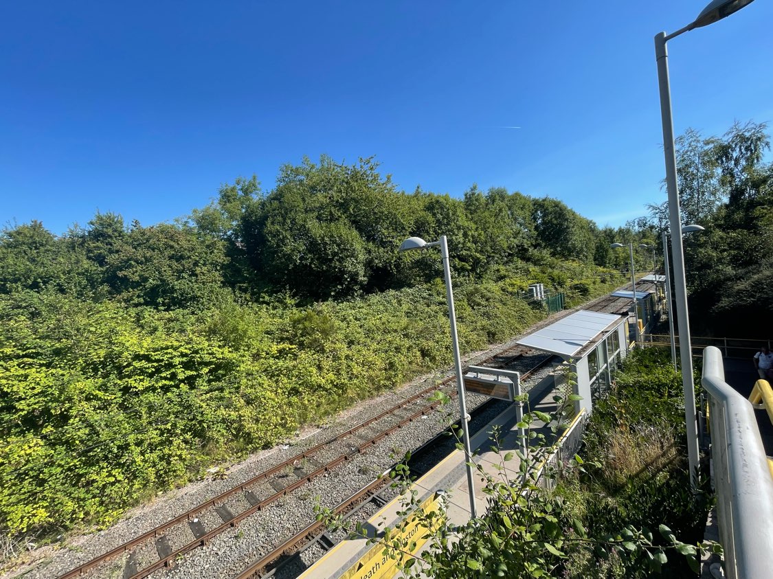 View of a railway platform area infested with Japanese Knotweed, requiring professional survey.