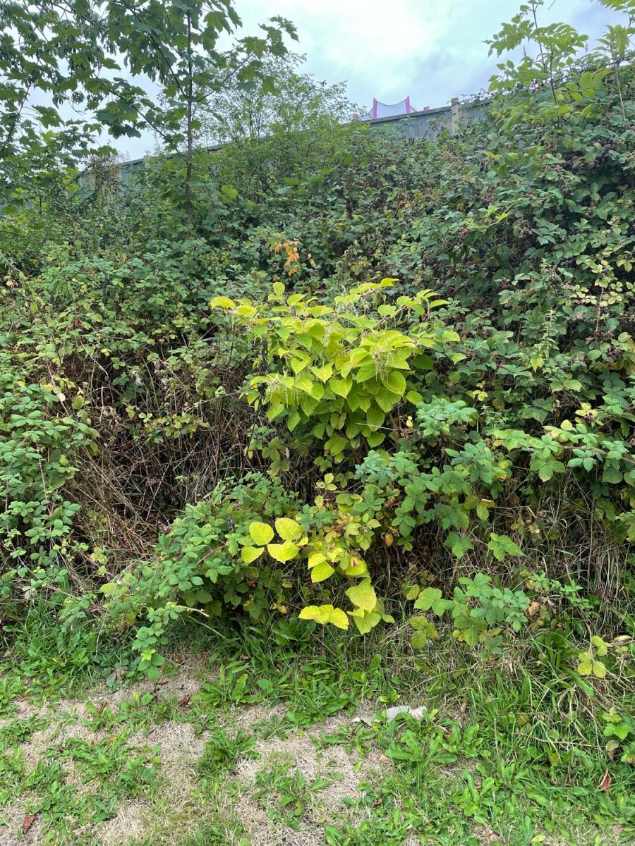 Close-up view of invasive Japanese Knotweed shoots growing amidst other garden shrubbery.