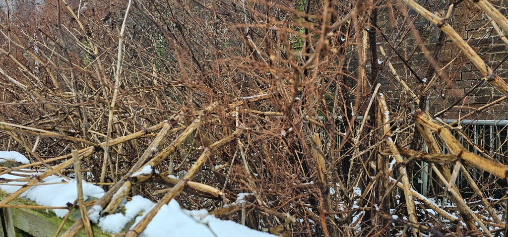 Japanese Knotweed winter survey site showing dead canes for assessment