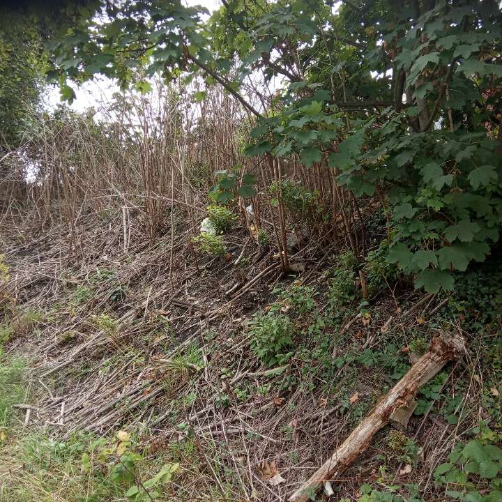 A dense patch of Japanese Knotweed in a treated area, highlighting the invasive nature of the plant.