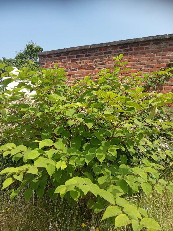 A young Japanese Knotweed plant growing in front of a weathered brick wall in a residential garden setting.