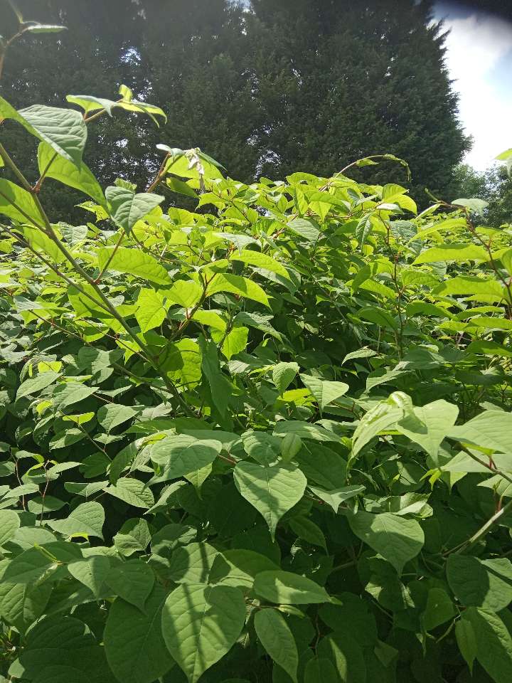 Large, dense patch of mature Japanese Knotweed leaves and stalks.