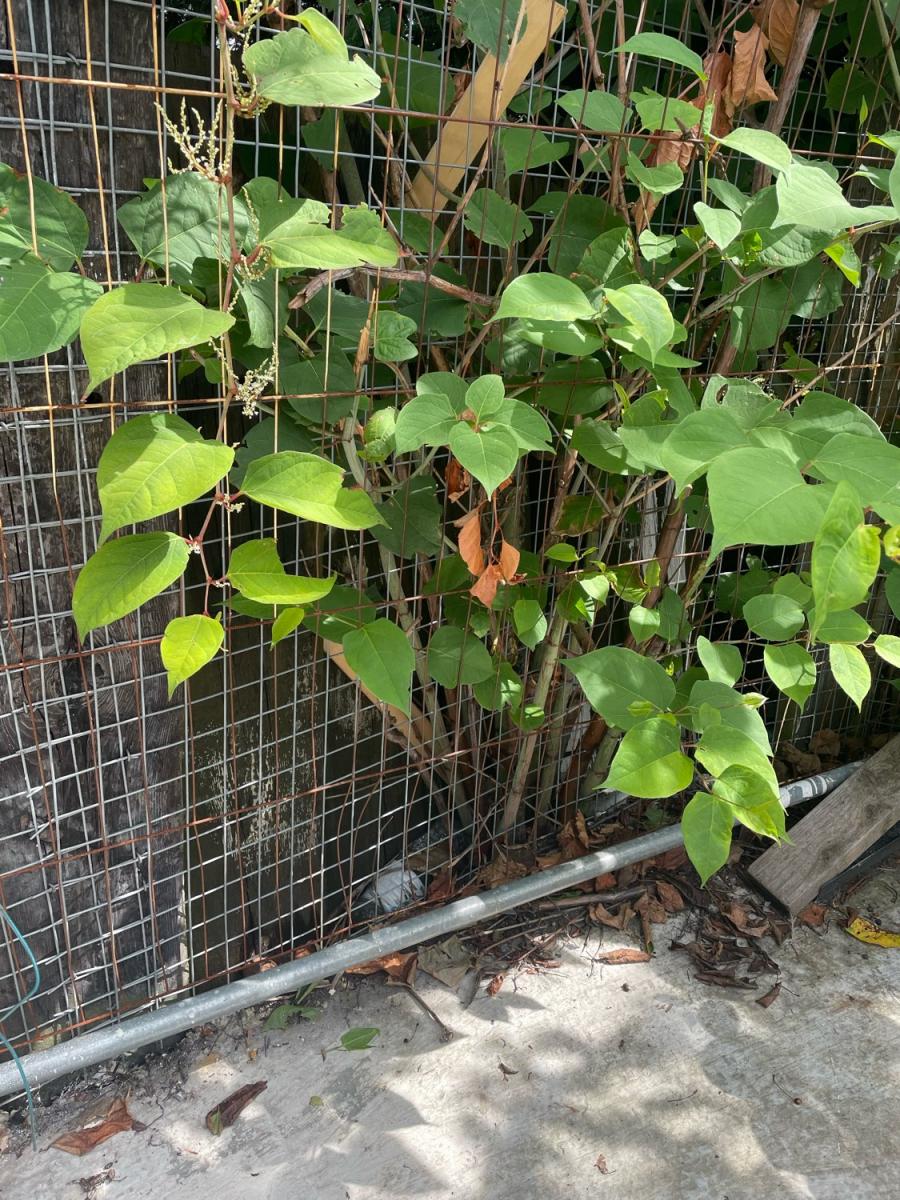 Close-up of a Japanese Knotweed infestation showing dense stem and leaf growth on a UK property
