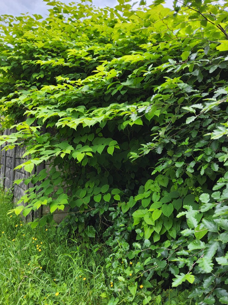 Japanese Knotweed site survey being carried out by a specialist surveyor