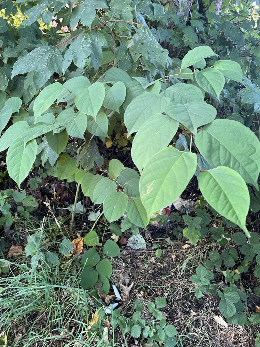Clear identification of heart-shaped Japanese Knotweed leaves in a wild environment.