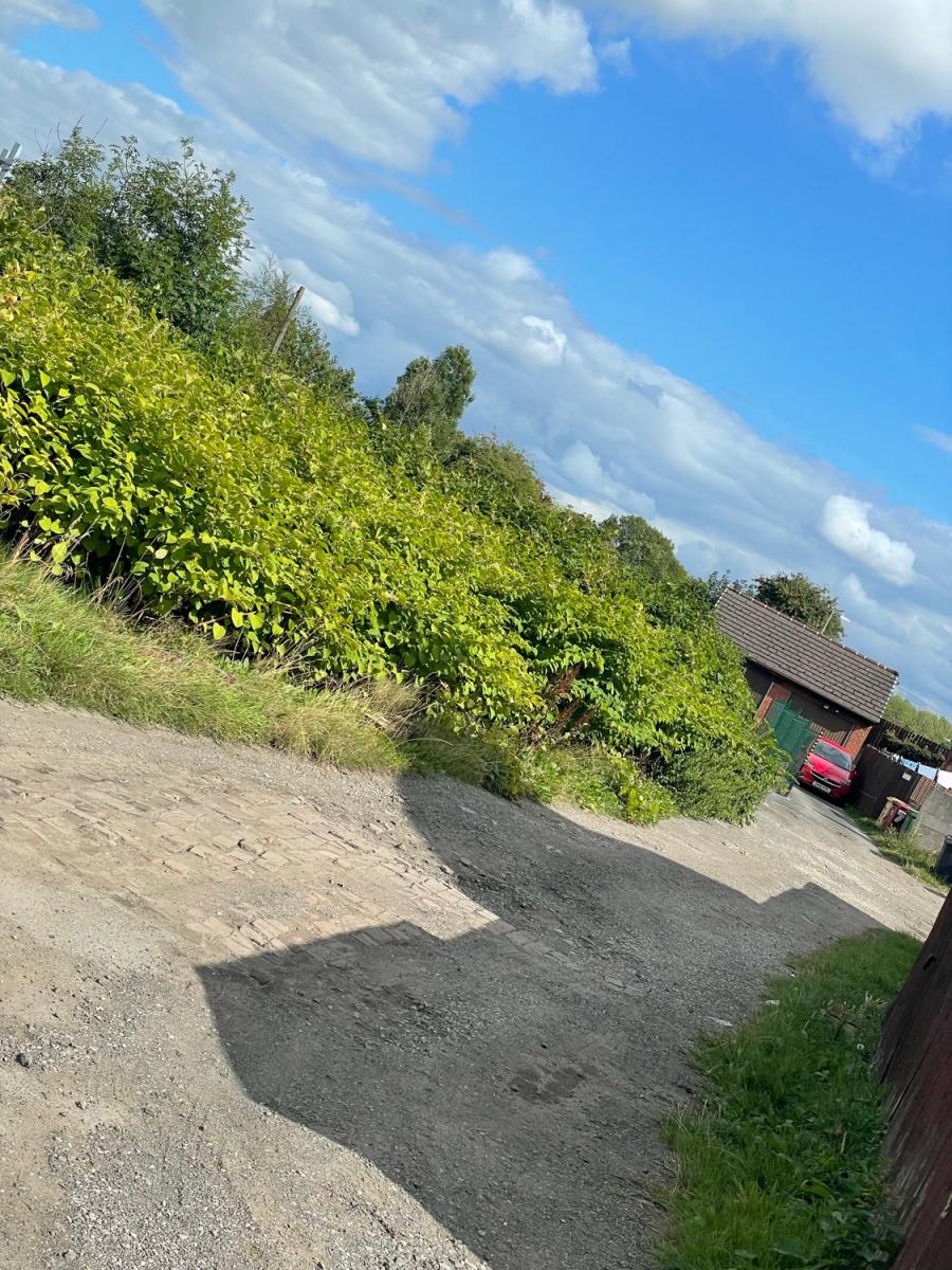 A long view of a driveway lined with invasive Japanese Knotweed, showing potential structural impact during survey.