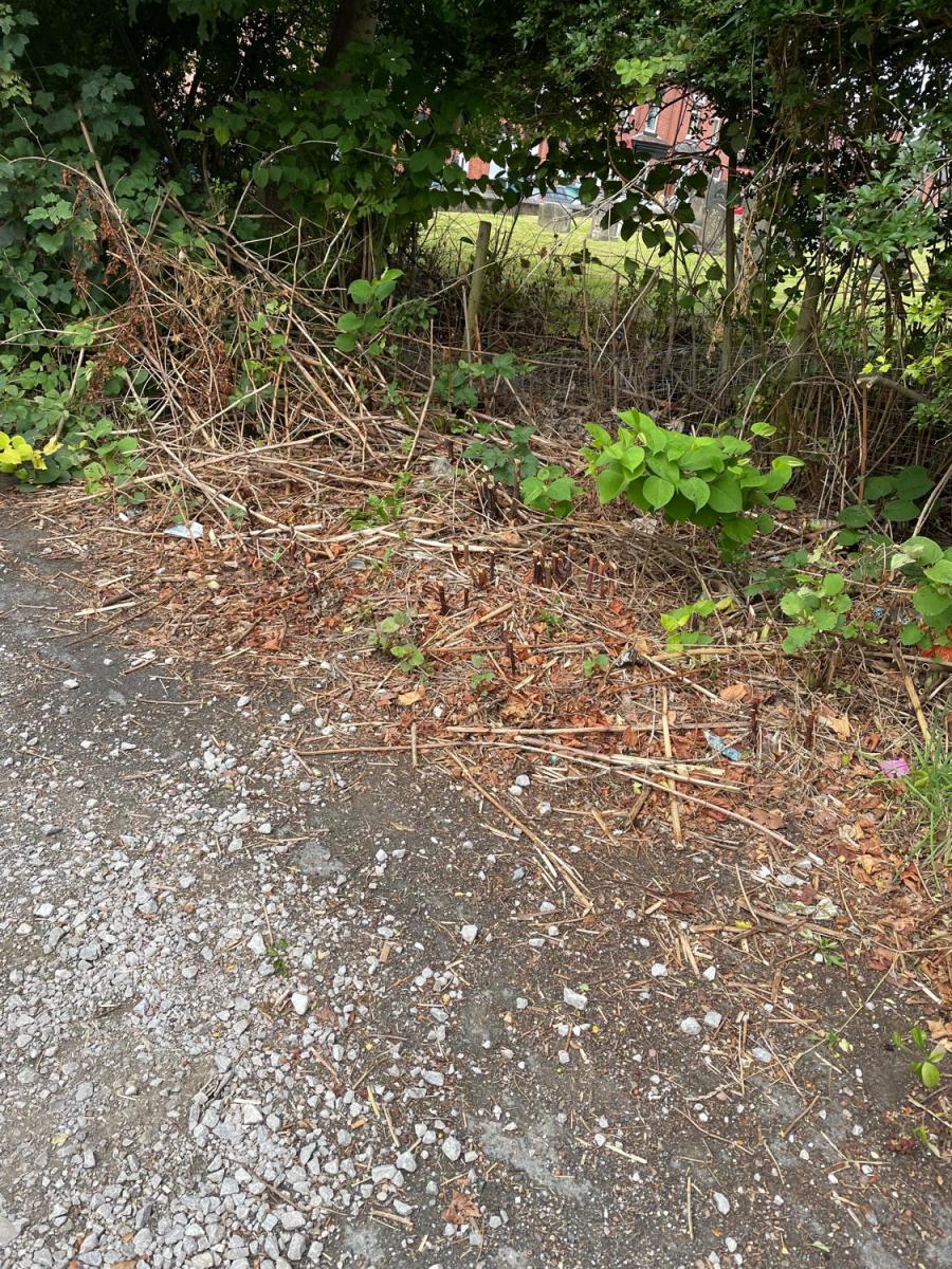 Site showing cut Japanese Knotweed stems, indicating ongoing professional treatment and control.
