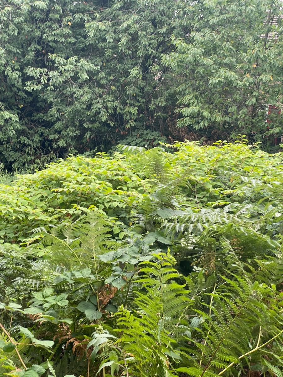 A large, established patch of Japanese Knotweed foliage requiring professional remediation.