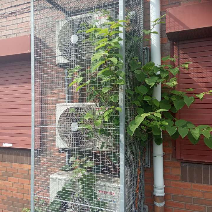 Japanese Knotweed shoots growing inside a metal HVAC unit cage at a commercial property, showing potential for mechanical damage.
