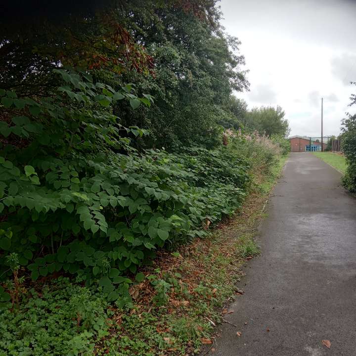 A line of Japanese Knotweed growing along the edge of a paved public pathway, threatening nearby land.