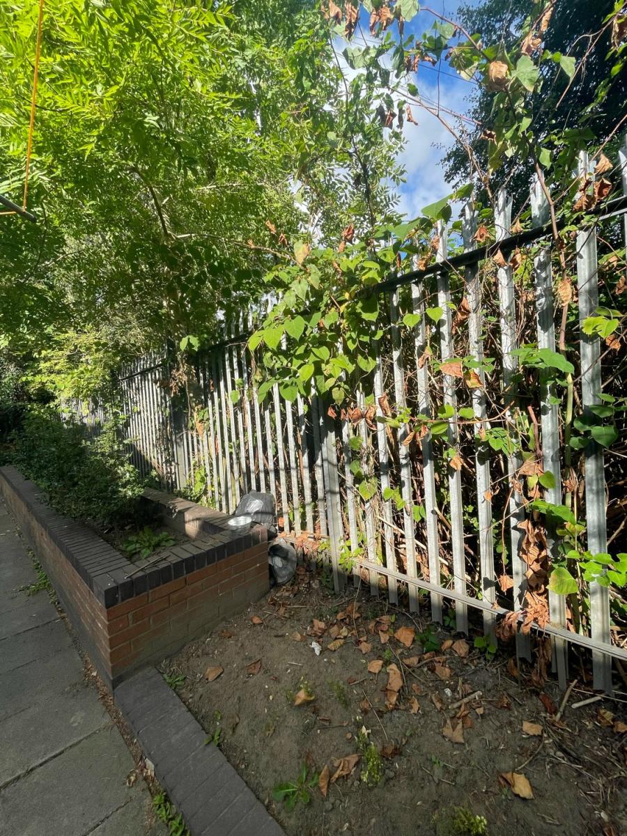 Japanese Knotweed foliage climbing through a metal fence with a brick wall base.