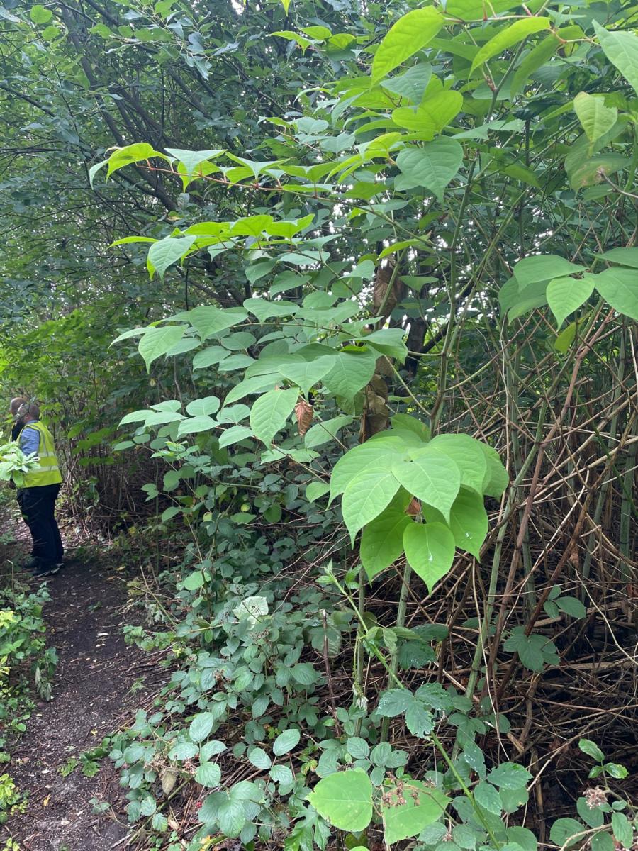 A professional carrying out a site survey amidst overgrown Japanese Knotweed.