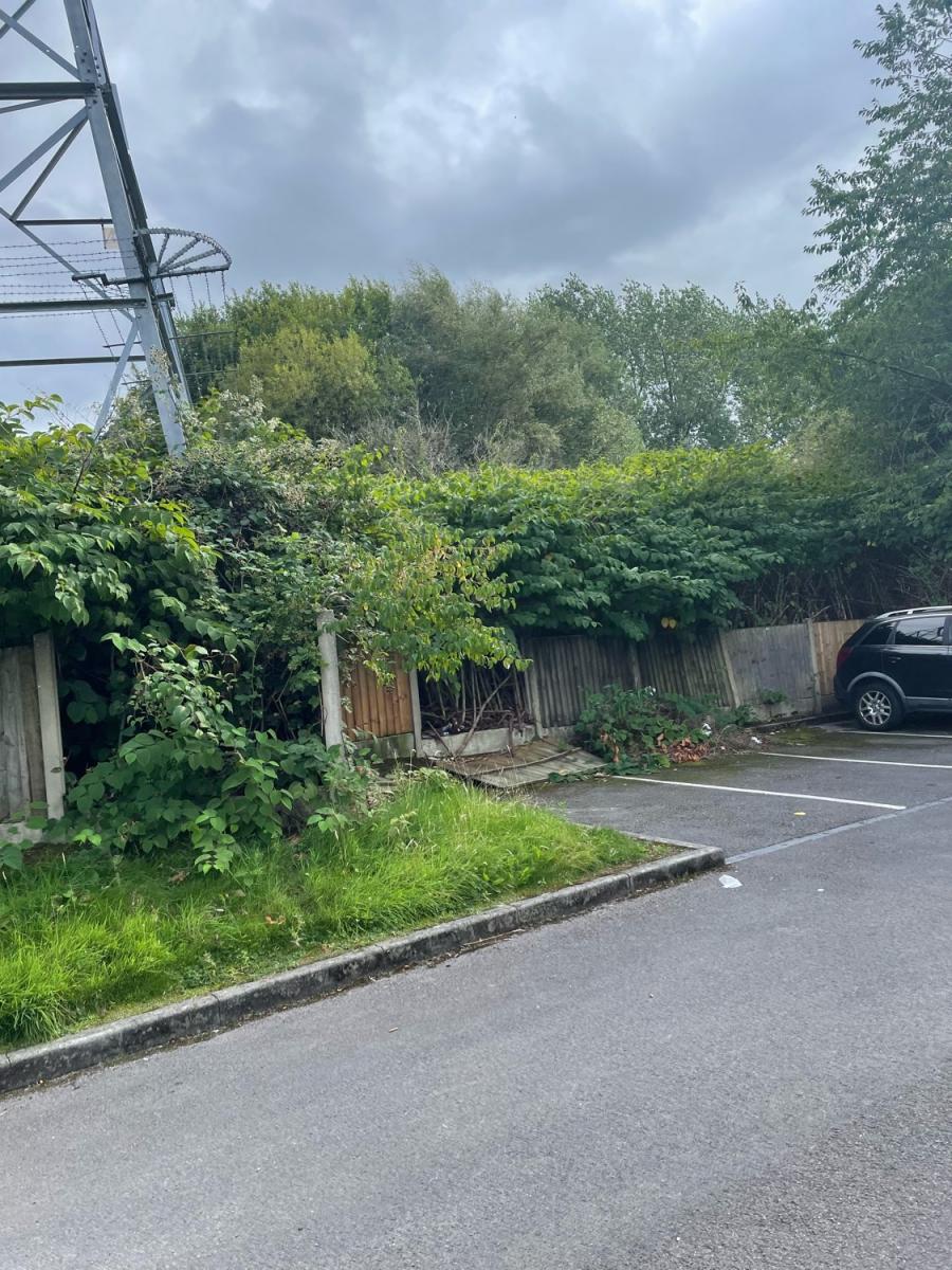 Overgrown Japanese Knotweed encroaching on a commercial car park perimeter.