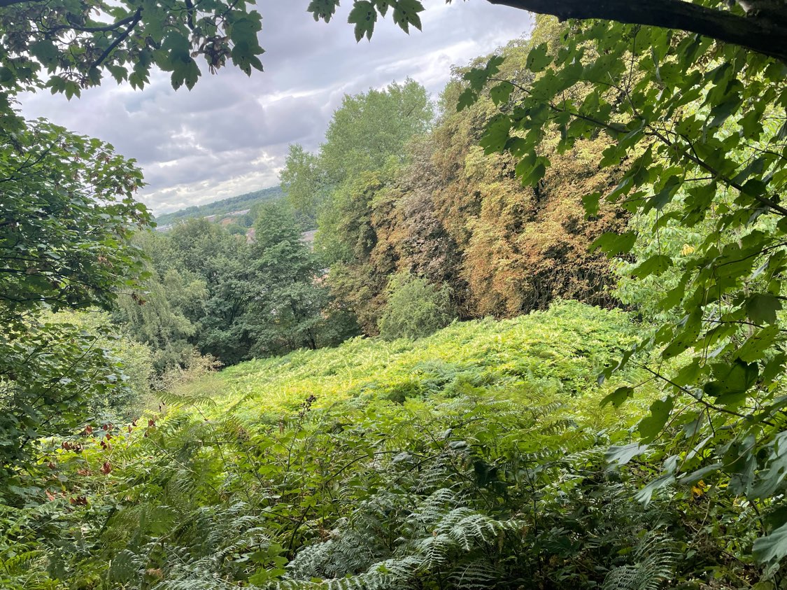 View of a large area heavily infested with Japanese Knotweed bushes and surrounding woodland.