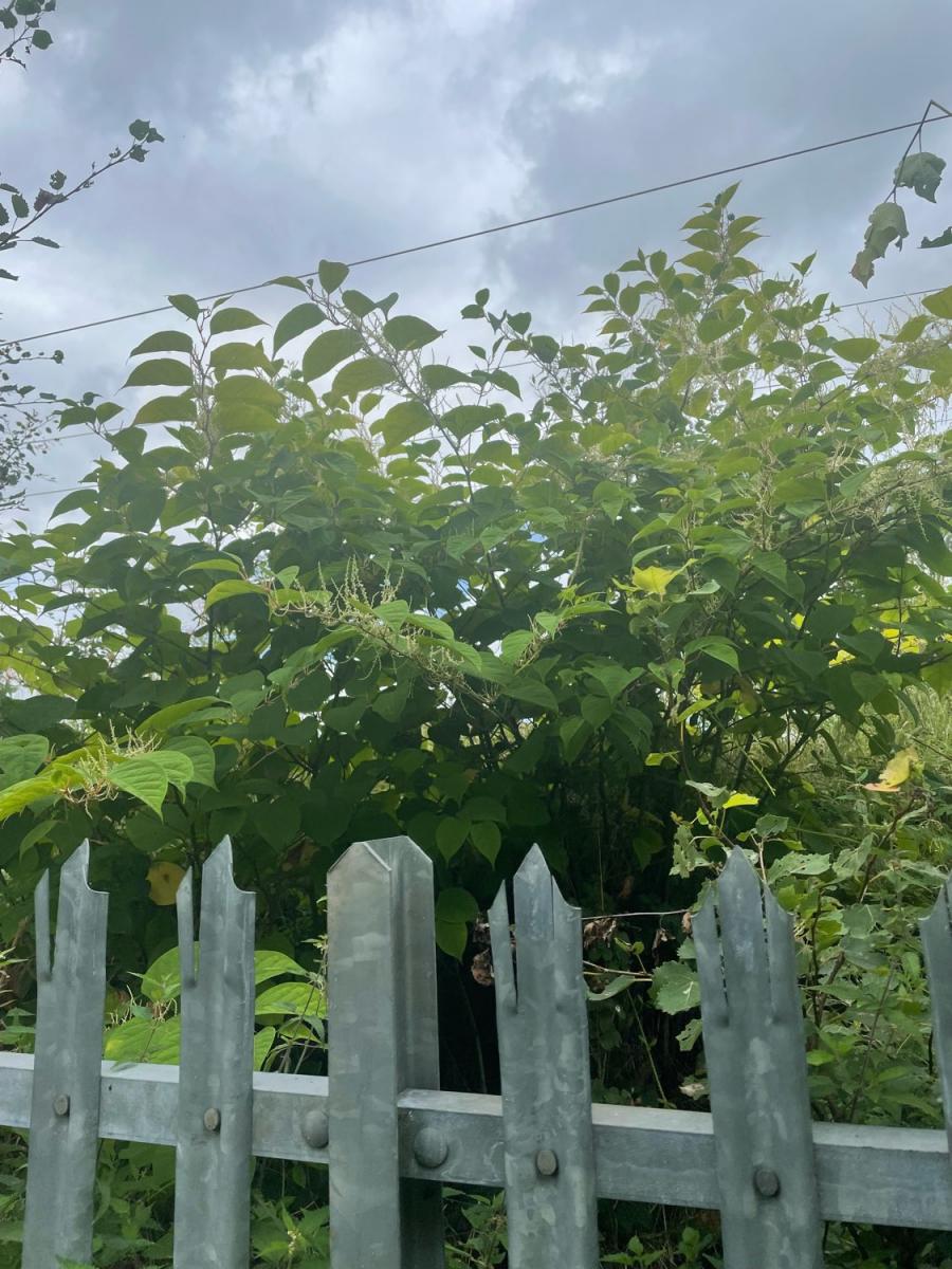 Mature Japanese Knotweed plants with white flowers growing behind a silver metal security fence.