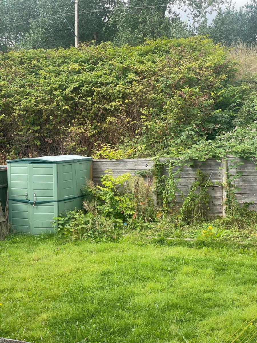 Large cluster of Japanese Knotweed growth threatening a plastic storage shed in a back garden.