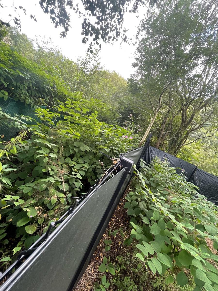 A large Japanese Knotweed infestation being contained by root barrier membranes for treatment.