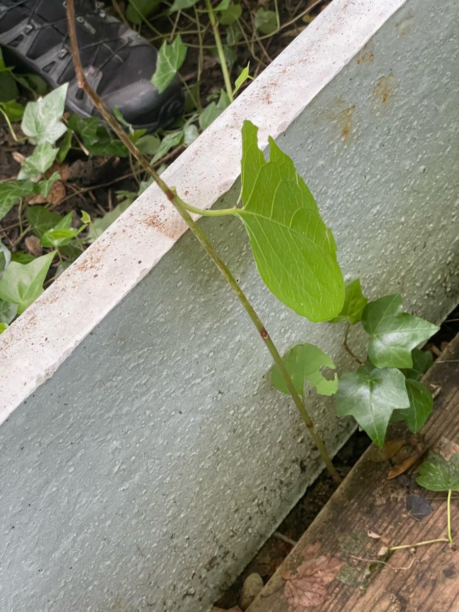 Close up of a young Japanese Knotweed stem emerging against a concrete wall, useful for identification.