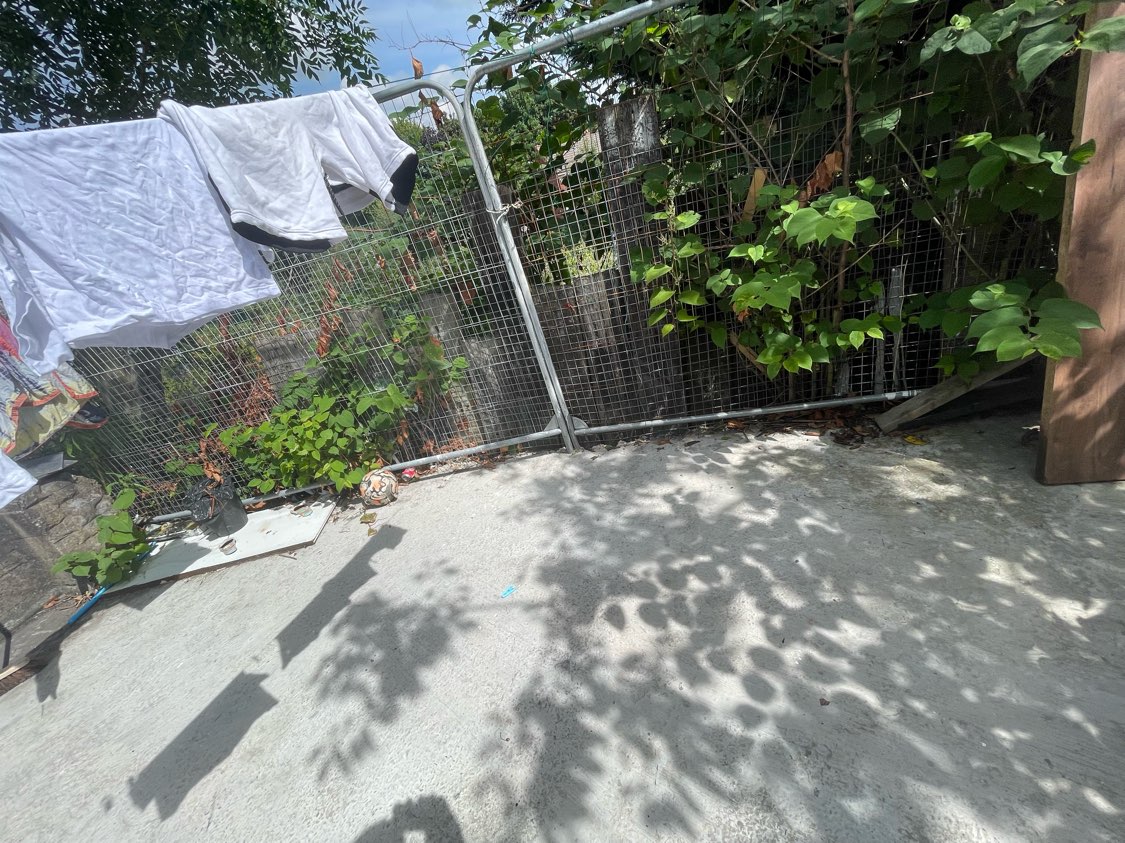 Japanese Knotweed foliage growing through a metal construction fence, posing a site risk.