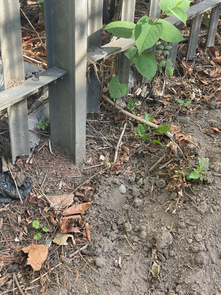 Small Japanese Knotweed shoots growing along the base of a metal perimeter fence.