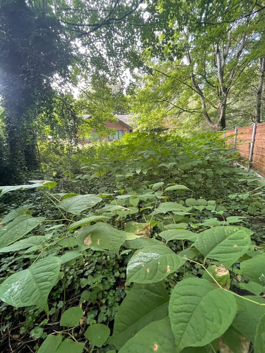 A wide view of a residential property boundary heavily infested with tall Japanese Knotweed plants.