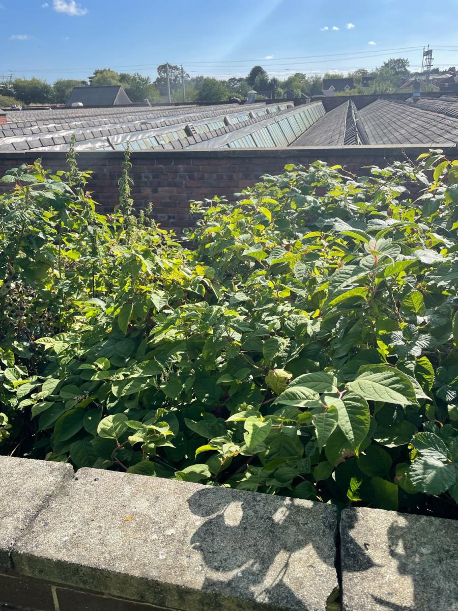 Japanese Knotweed foliage growing against a brick wall at a commercial premises with a roof structure visible in the background.