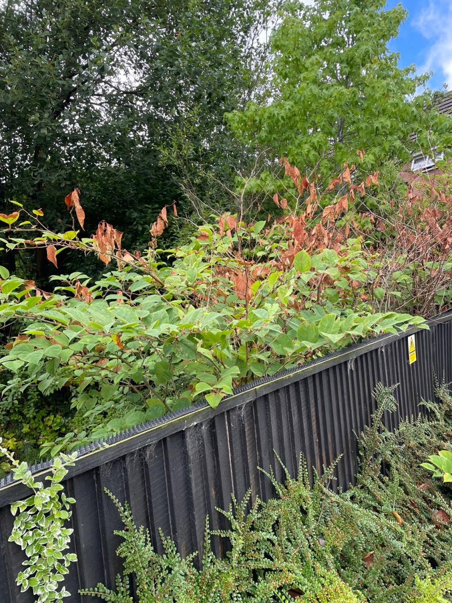 Japanese Knotweed plants with partially brown, withered leaves, indicating successful chemical herbicide treatment.