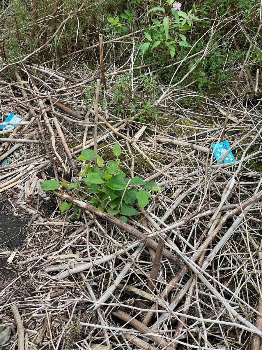 Young Japanese Knotweed shoots emerging among dead bamboo-like canes from previous seasons.