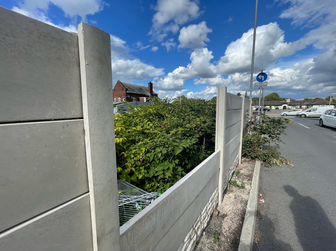 Japanese Knotweed infestation growing behind a concrete boundary wall near a road, posing a risk to property infrastructure.