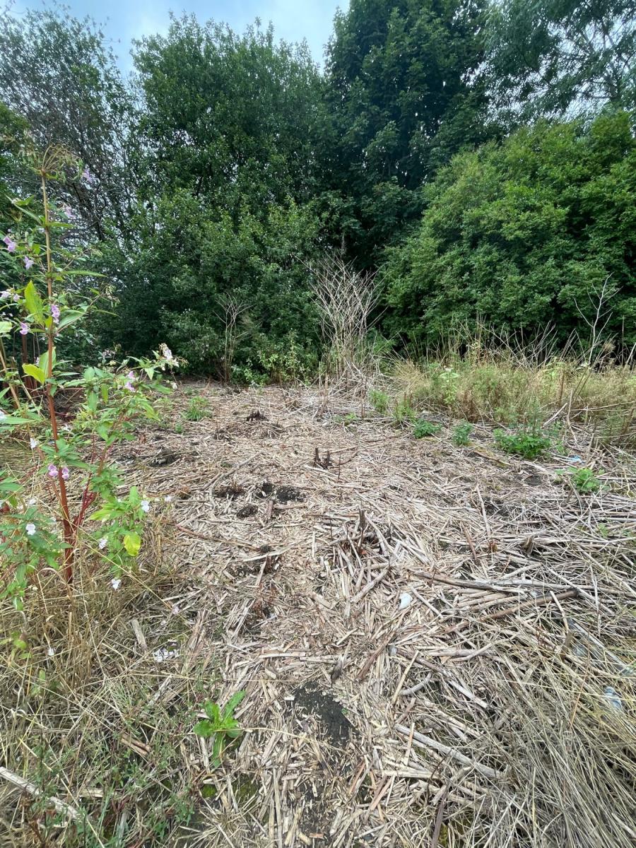 Cleared land following a Japanese Knotweed treatment program, showing brown stubble and dead plant matter.